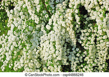 Spiraea clipart #9, Download drawings