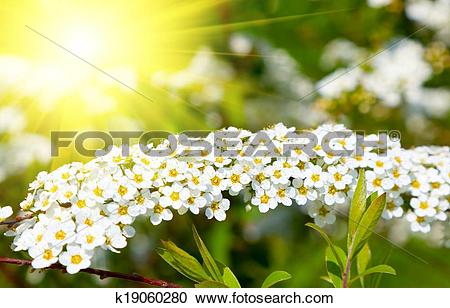 Spiraea clipart #6, Download drawings