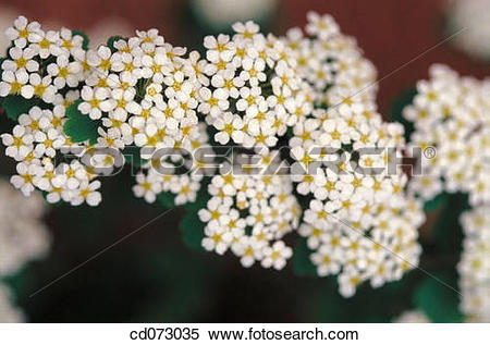 Spiraea clipart #10, Download drawings