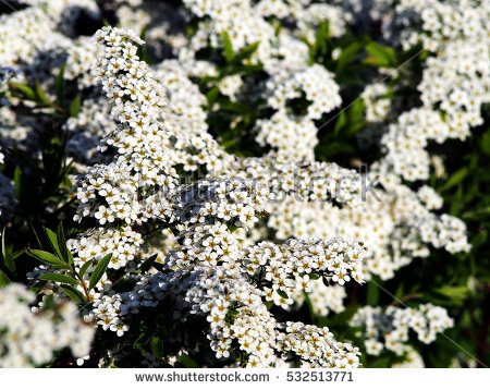 Spiraea clipart #5, Download drawings