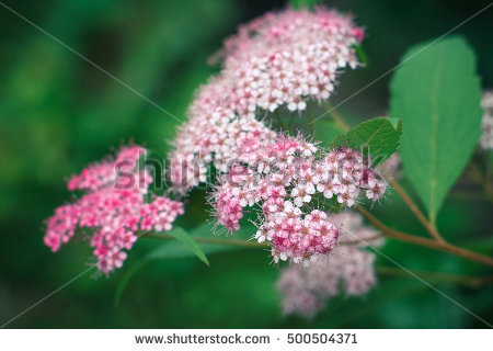 Spiraea clipart #4, Download drawings
