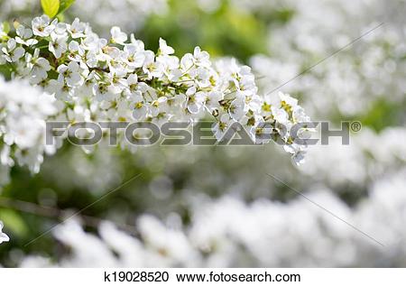 Spiraea clipart #20, Download drawings