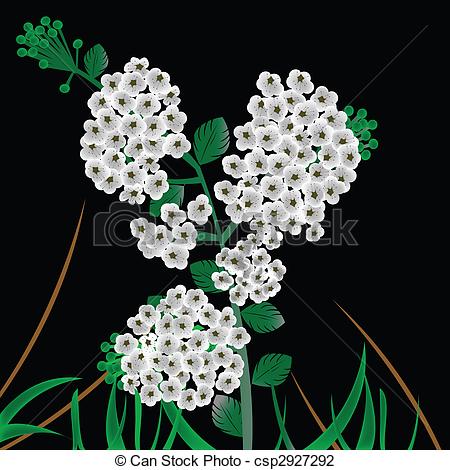 Spiraea clipart #17, Download drawings