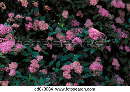 Spiraea clipart #19, Download drawings