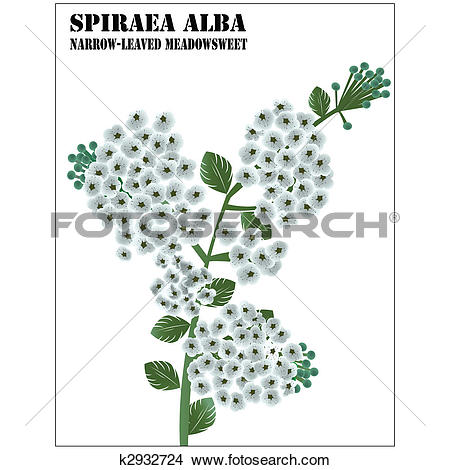 Spiraea clipart #13, Download drawings