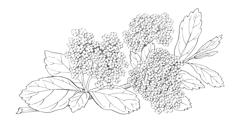 Spiraea coloring #10, Download drawings