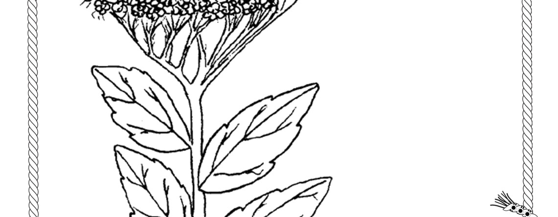 Spiraea coloring #17, Download drawings