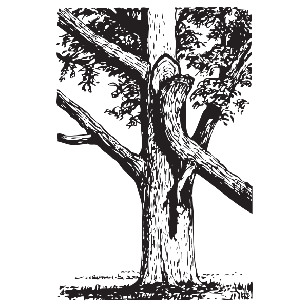 Split Tree clipart #10, Download drawings