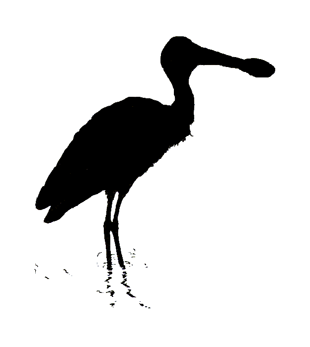 Spoonbill clipart #4, Download drawings