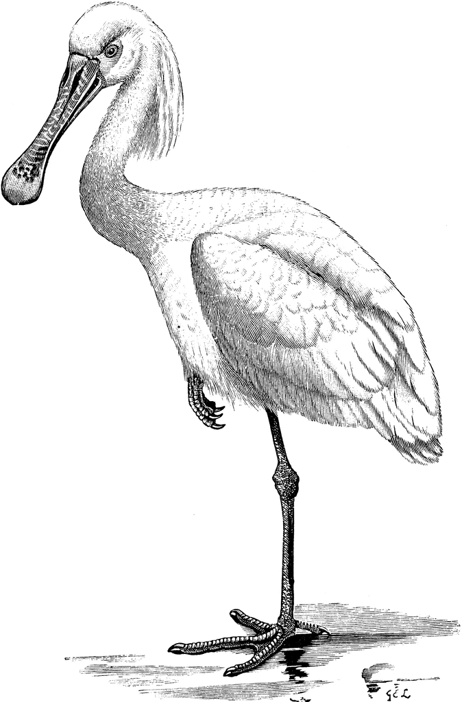 Spoonbill clipart #5, Download drawings