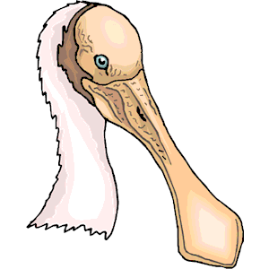 Spoonbill clipart #16, Download drawings