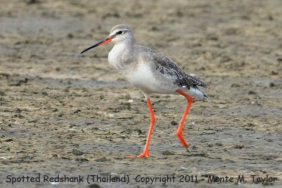 Spotted Redshank clipart #8, Download drawings
