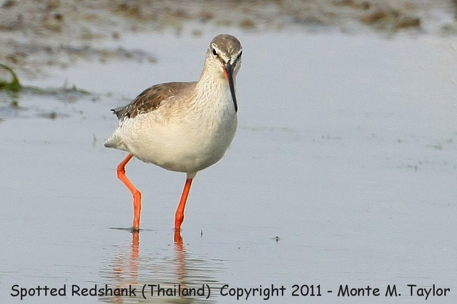 Spotted Redshank clipart #5, Download drawings
