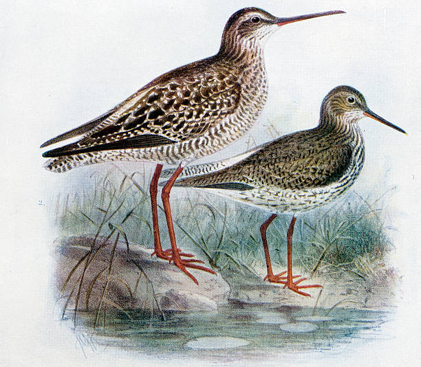 Spotted Redshank clipart #19, Download drawings