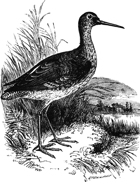 Spotted Redshank clipart #13, Download drawings