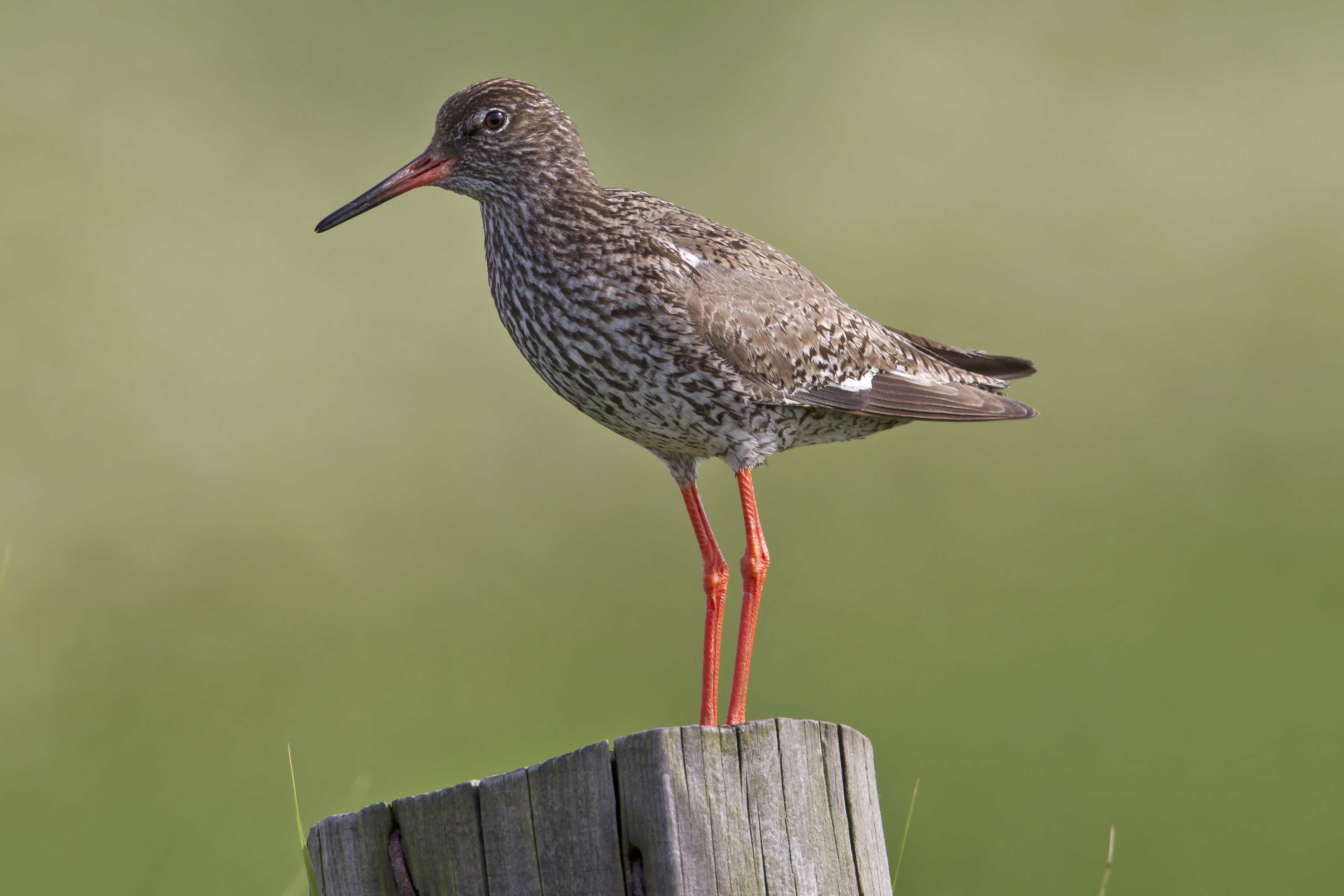 Spotted Redshank svg #10, Download drawings