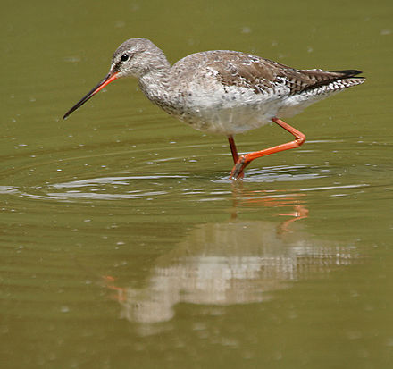 Spotted Redshank svg #12, Download drawings