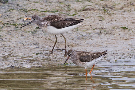 Spotted Redshank svg #7, Download drawings