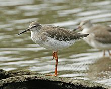 Spotted Redshank svg #16, Download drawings