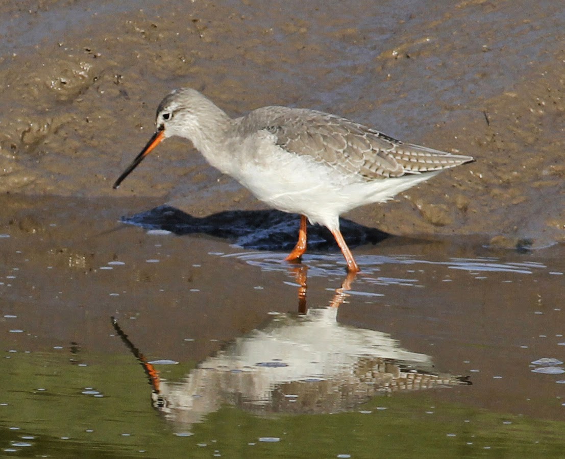 Spotted Redshank svg #13, Download drawings