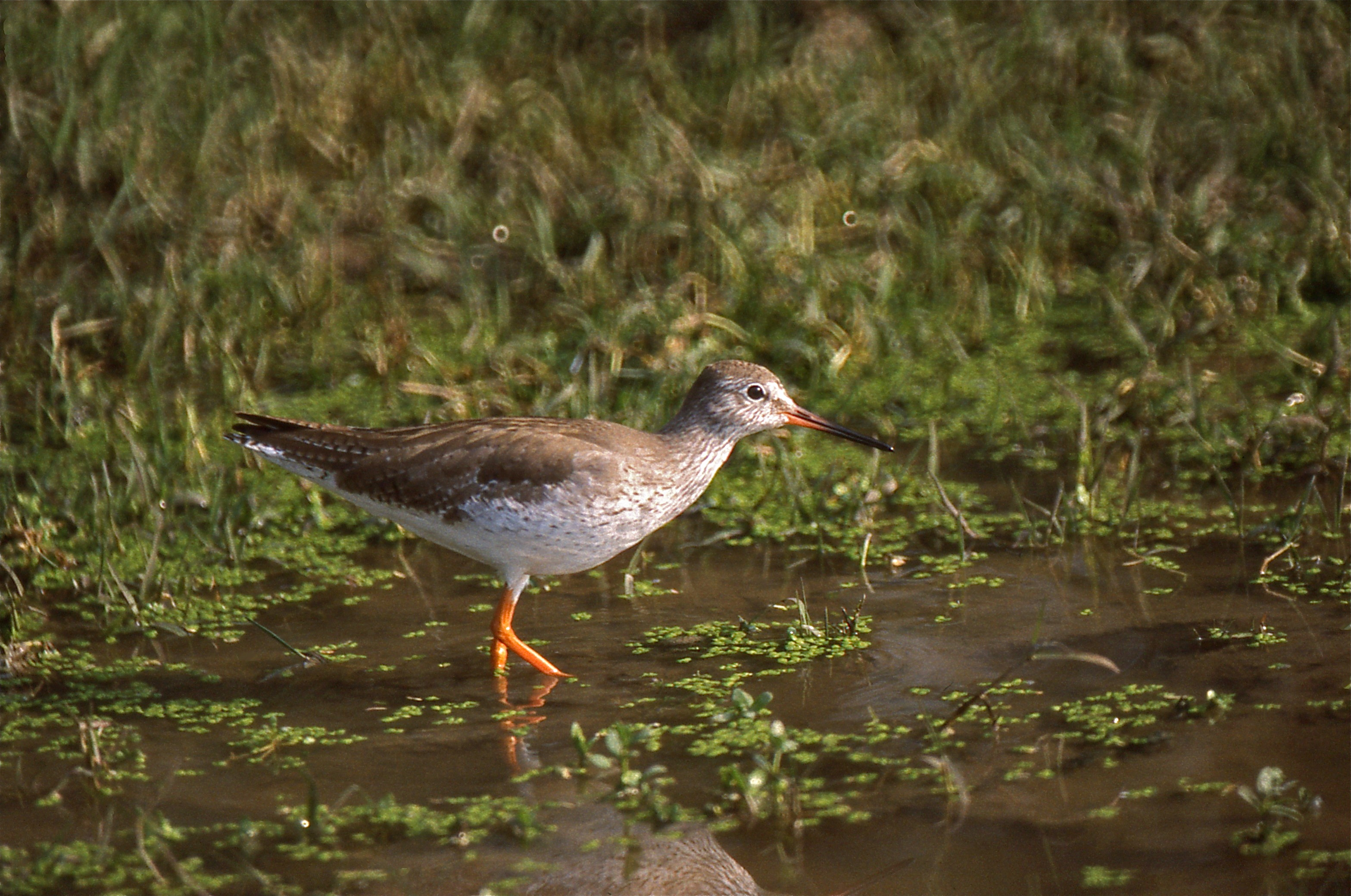 Spotted Redshank svg #3, Download drawings