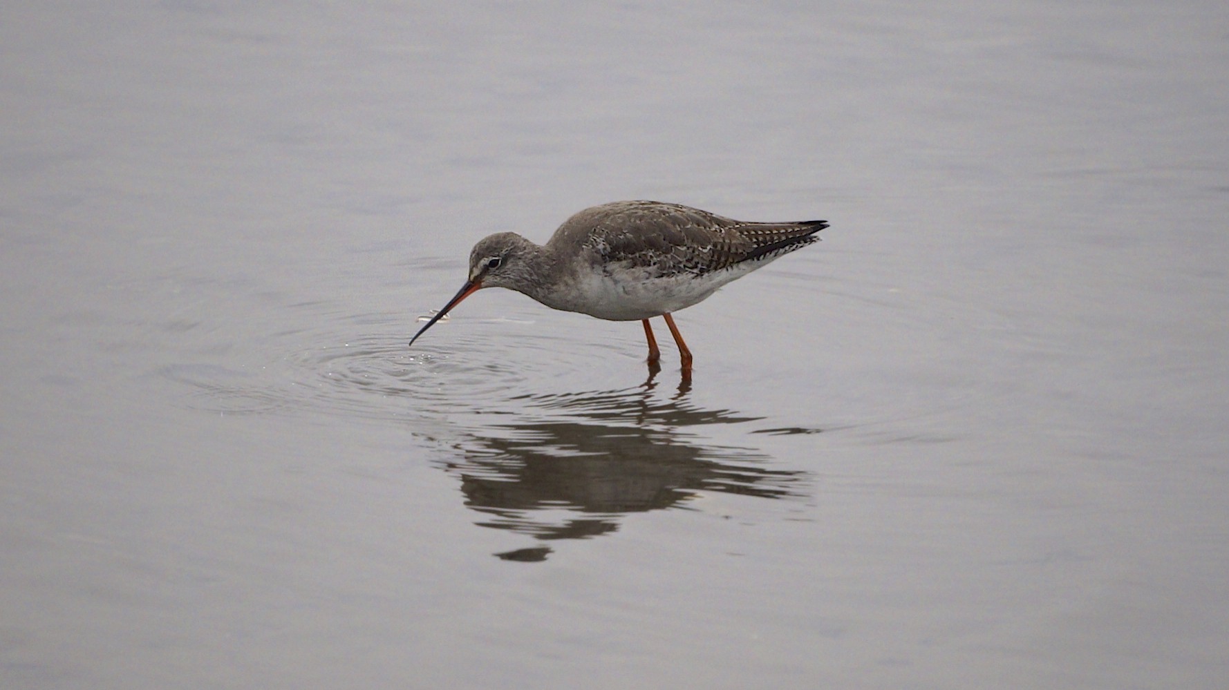 Spotted Redshank svg #14, Download drawings