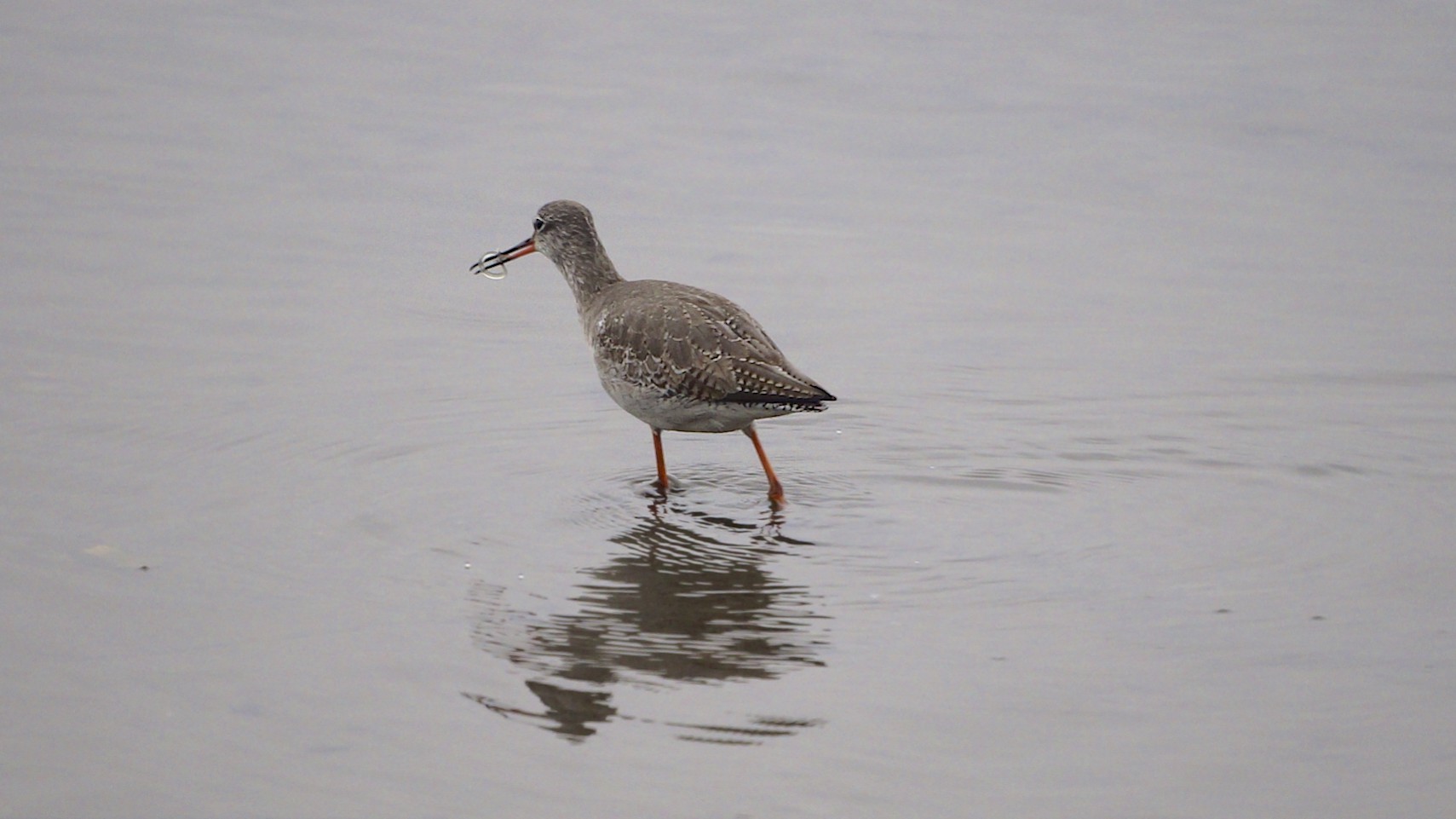 Spotted Redshank svg #8, Download drawings