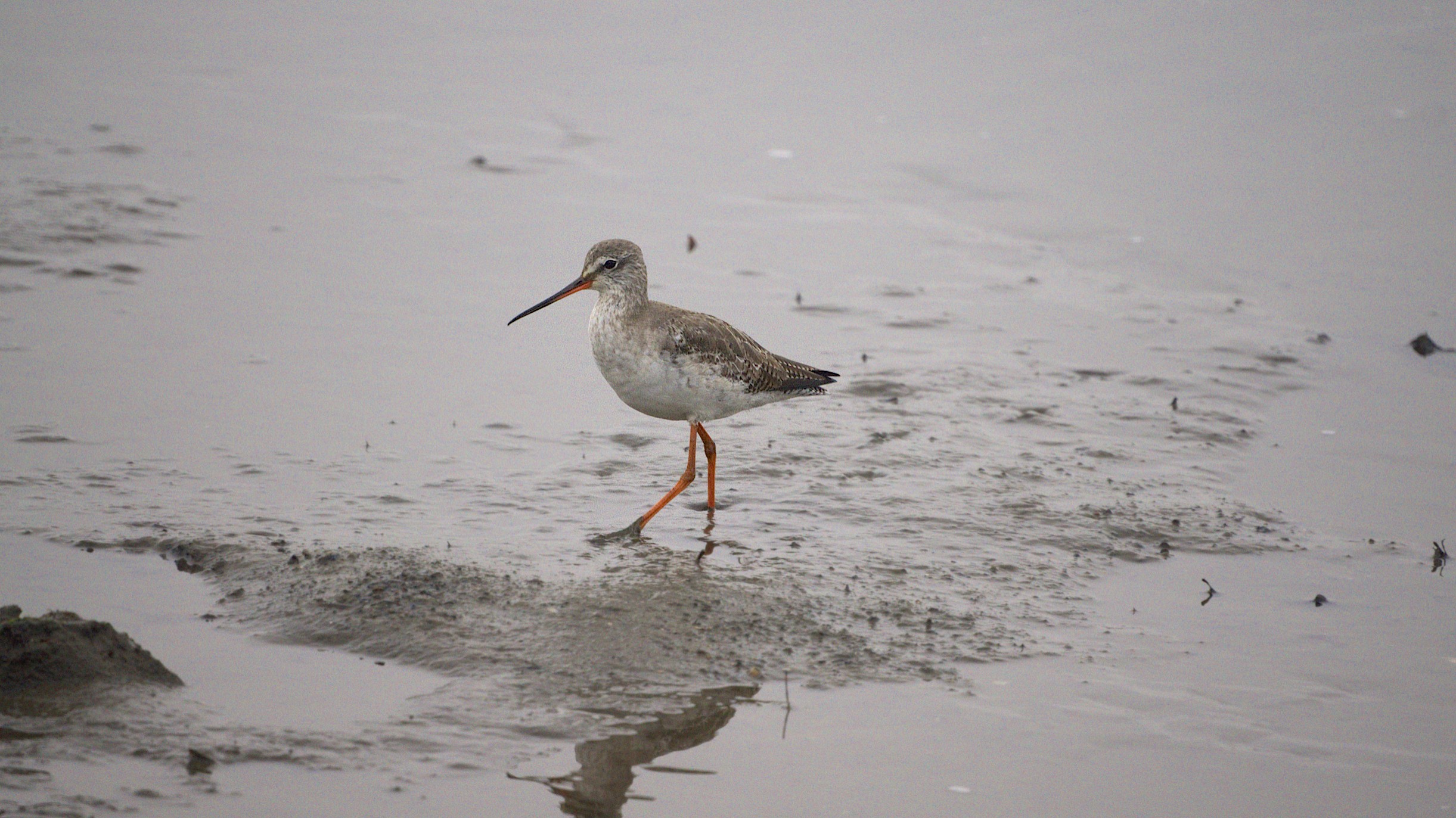 Spotted Redshank svg #15, Download drawings