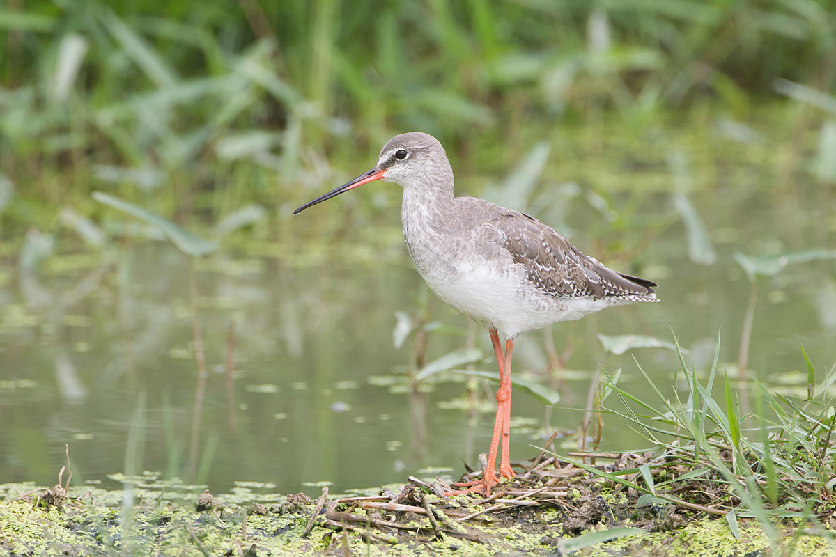 Spotted Redshank svg #19, Download drawings