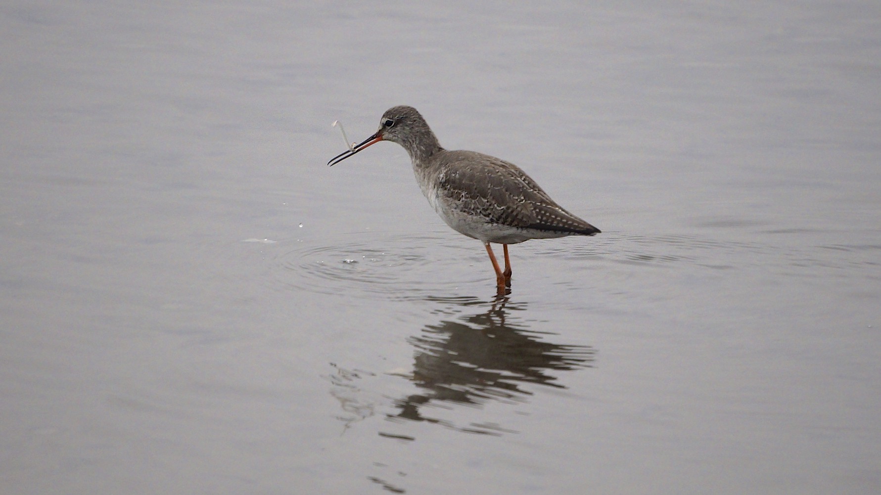 Spotted Redshank svg #4, Download drawings