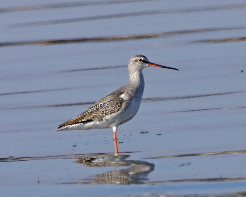 Spotted Redshank svg #17, Download drawings