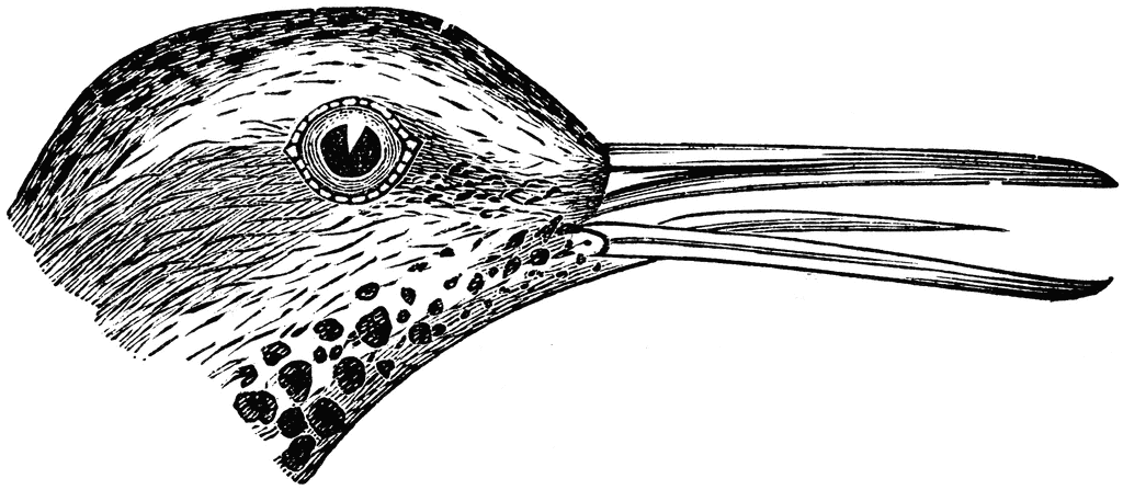 Spotted Sandpiper coloring #13, Download drawings