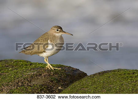 Spotted Sandpiper clipart #17, Download drawings