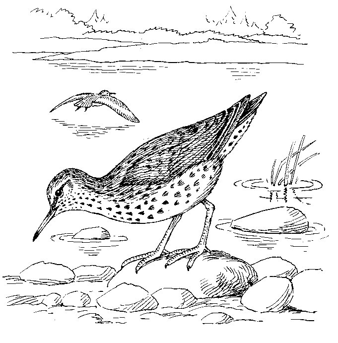 Spotted Sandpiper coloring #10, Download drawings