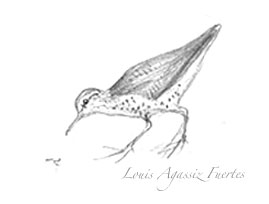 Spotted Sandpiper coloring #7, Download drawings