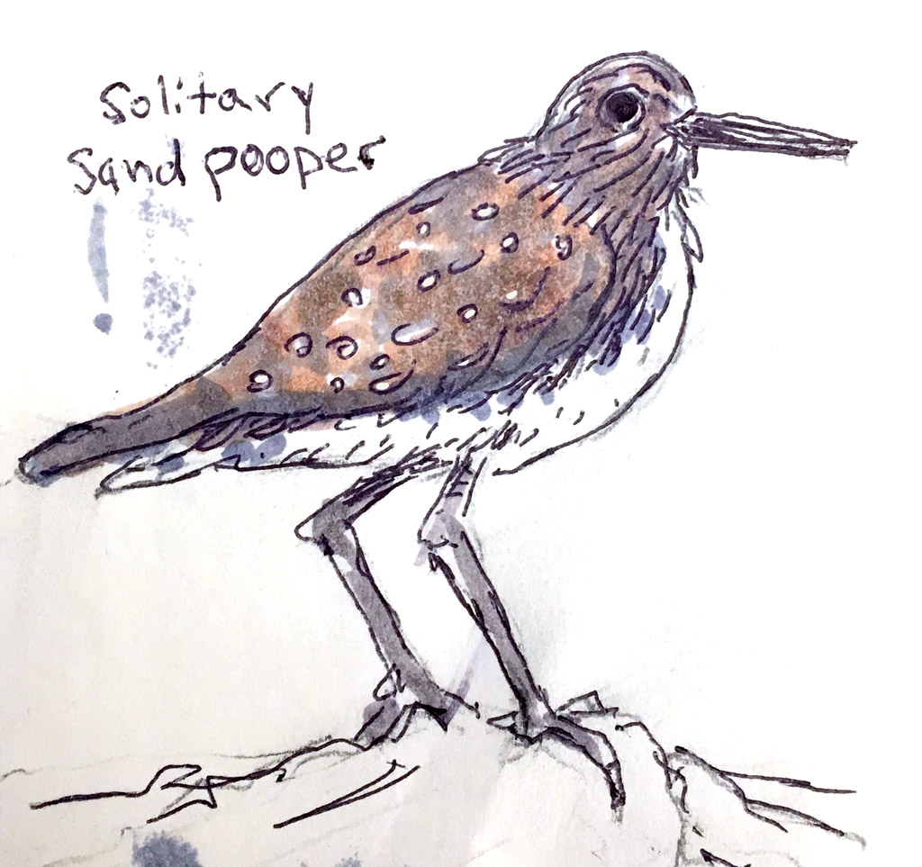 Spotted Sandpiper coloring #16, Download drawings