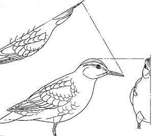 Spotted Sandpiper coloring #18, Download drawings