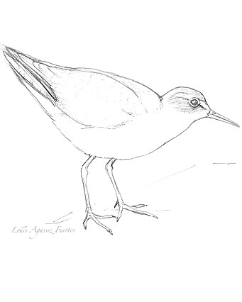 Spotted Sandpiper coloring #1, Download drawings