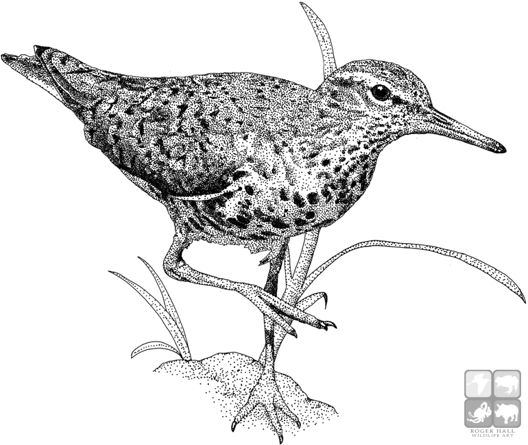 Spotted Sandpiper coloring #20, Download drawings