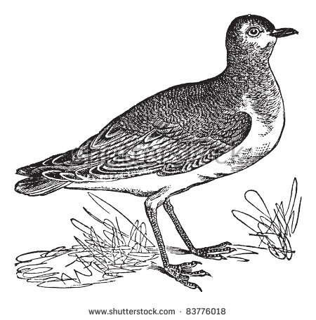 Spotted Sandpiper svg #20, Download drawings