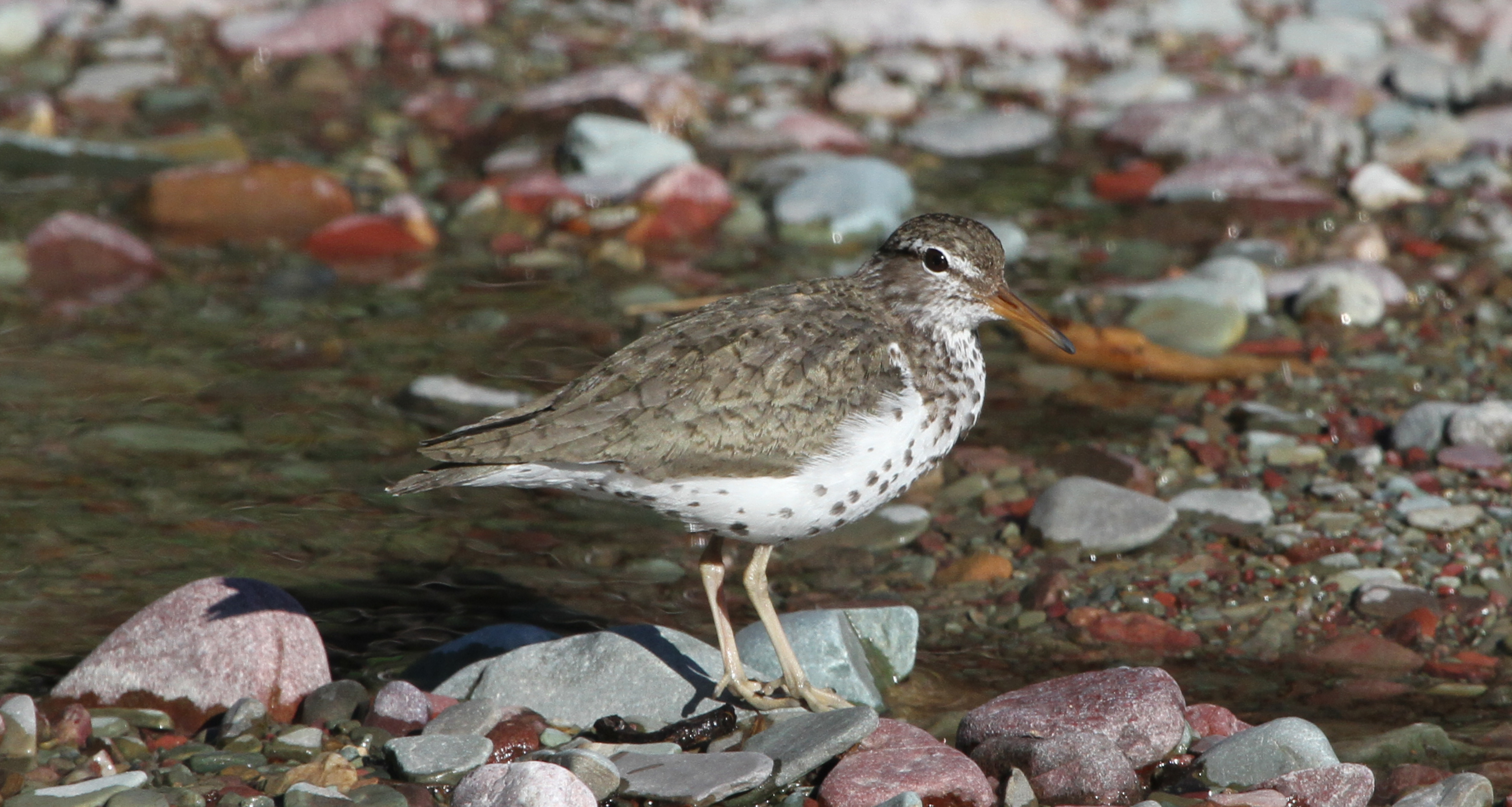 Spotted Sandpiper svg #2, Download drawings