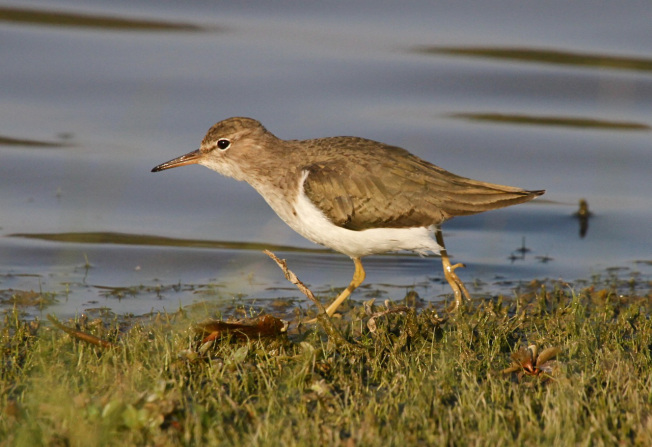 Spotted Sandpiper svg #9, Download drawings