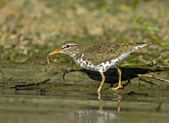 Spotted Sandpiper svg #10, Download drawings
