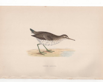 Spotted Sandpiper svg #12, Download drawings