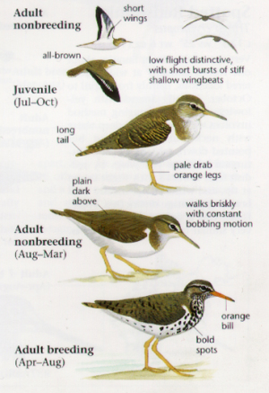 Spotted Sandpiper svg #7, Download drawings