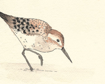 Spotted Sandpiper svg #6, Download drawings