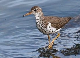 Spotted Sandpiper svg #1, Download drawings