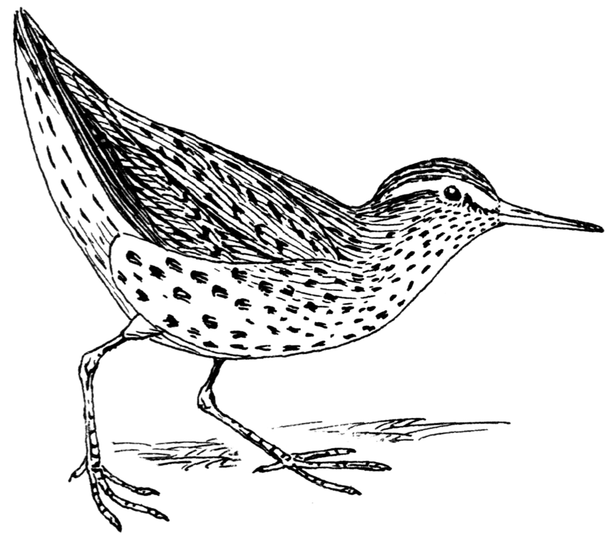 Spotted Sandpiper svg #13, Download drawings