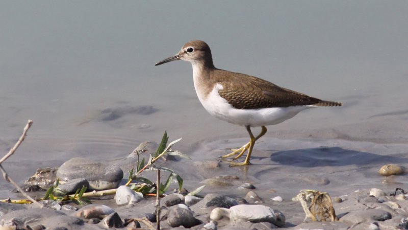 Spotted Sandpiper svg #17, Download drawings