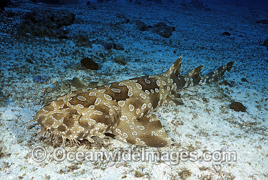 Spotted Wobbegong Shark clipart #4, Download drawings